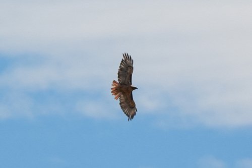 iNaturalist observation photo of Red-tailed Hawk