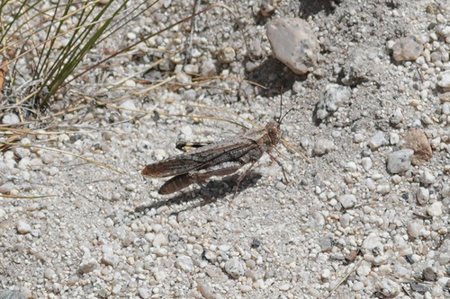 iNaturalist observation photo of Crackling Forest Grasshopper