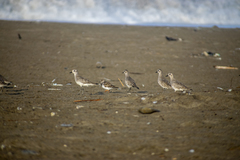 Pluvialis squatarola