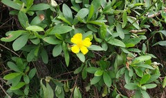 Hibbertia scandens
