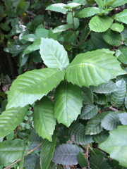 Notholithocarpus densiflorus densiflorus