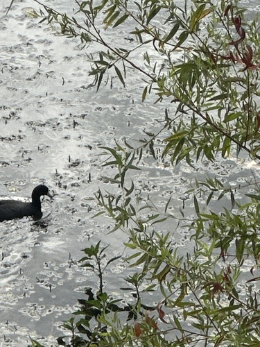 American Coot observed by joescience1