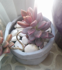 × Graptosedum