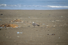 Leucophaeus modestus