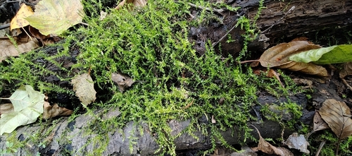 Calliergon cordifolium observed 2026-09-01