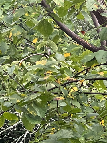 Ruby-throated Hummingbird observed by martin_albert