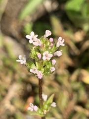 Plectritis congesta brachystemon