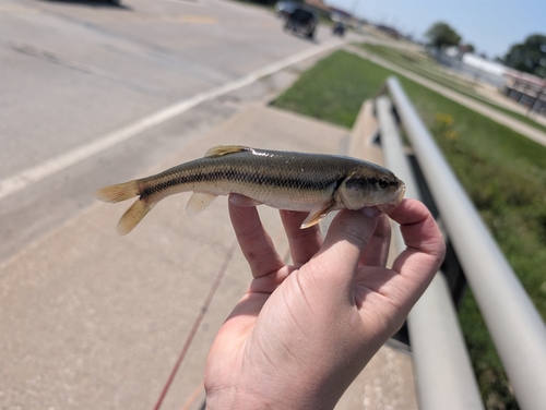 Creek Chub