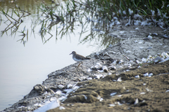 Calidris minutilla