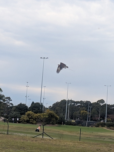 Australasian Osprey observed by hollie7085