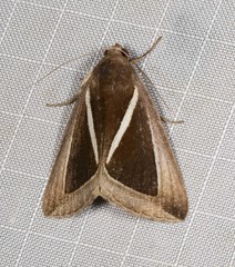 Chalciope alcyona