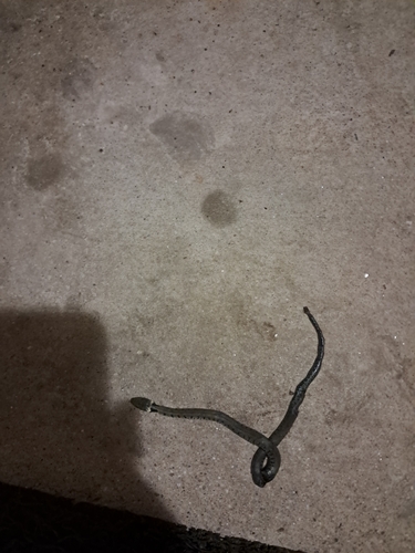 Barred Grass Snake