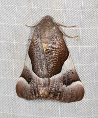 Niceteria macrocosma