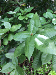 Notholithocarpus densiflorus densiflorus