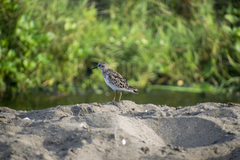 Calidris minutilla