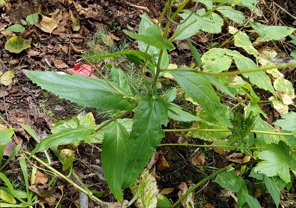 Epilobium montanum; photograph (c) Екатерина Гущина, some rights reserved (CC BY)