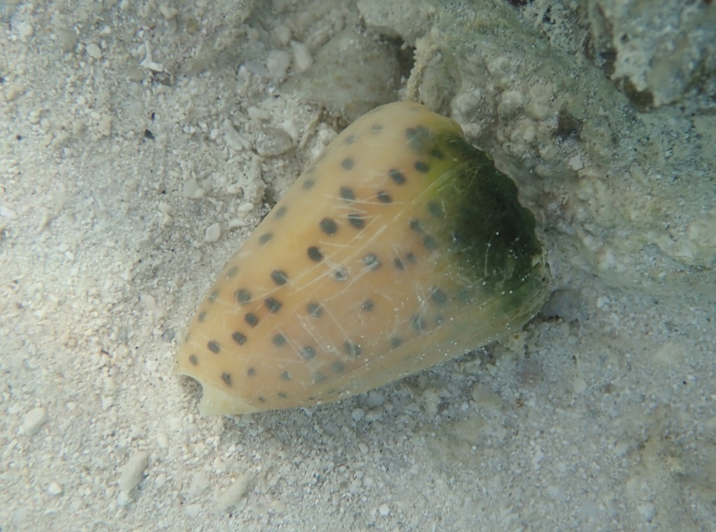 Flea-bite cone