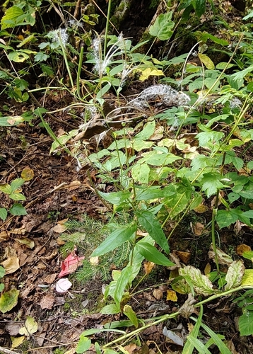 Epilobium montanum, photograph 2