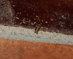 Chionodes mediofuscella