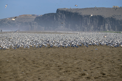 Leucophaeus pipixcan