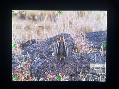 Common Golden-mantled Ground Squirrel observed by happy4077