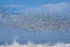 Leucophaeus pipixcan