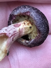 Gymnopilus luteofolius