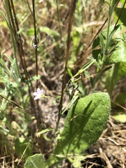 Convolvulus simulans