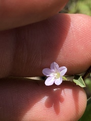 Convolvulus simulans