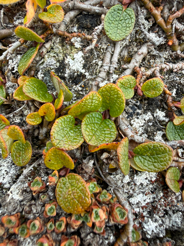 Salix reticulata, photograph 1