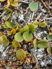 Salix reticulata, photograph (c) Ingvild Riska, some rights reserved (CC BY)