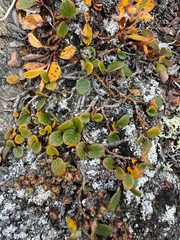 Salix reticulata, photograph (c) Ingvild Riska, some rights reserved (CC BY)