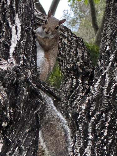 Eastern Gray Squirrel observed by chlo555
