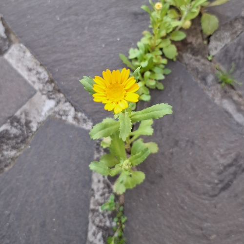 Mediterranean Marigold