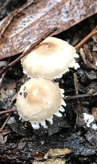 Cystolepiota seminuda