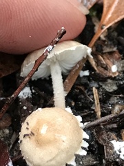 Cystolepiota seminuda