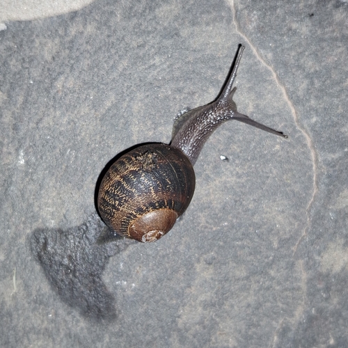 Garden Snail