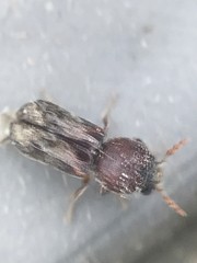 Xylobiops texanus