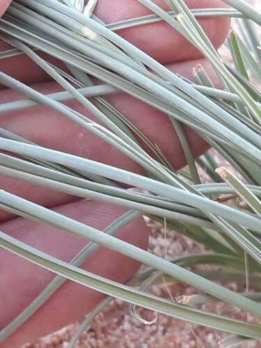 Cyperus conglomeratus, photograph 6