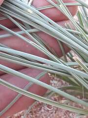 Cyperus conglomeratus, photograph (c) Karim Haddad, some rights reserved (CC BY)