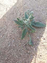 Heliotropium bacciferum