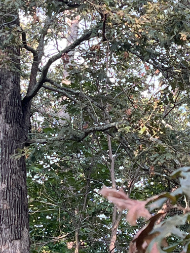 American Robin