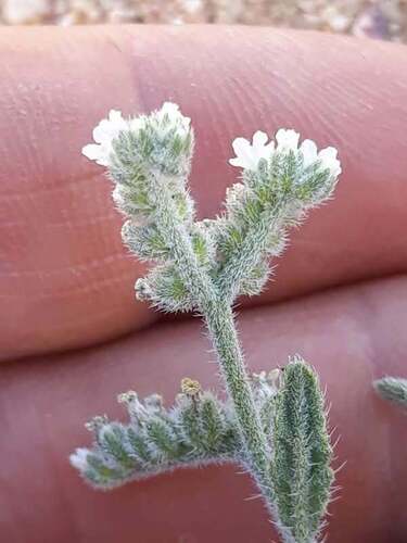 Heliotropium bacciferum, photograph 2