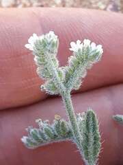 (c) Karim Haddad, some rights reserved (CC BY) Heliotropium bacciferum, photograph (c) Karim Haddad, some rights reserved (CC BY)