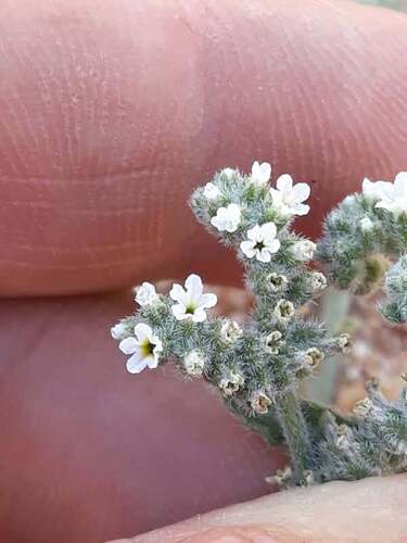 Heliotropium bacciferum, photograph 3