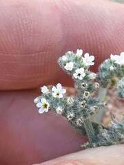 (c) Karim Haddad, some rights reserved (CC BY) Heliotropium bacciferum, photograph (c) Karim Haddad, some rights reserved (CC BY)