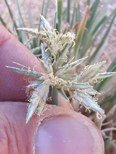 Cyperus conglomeratus, photograph 2