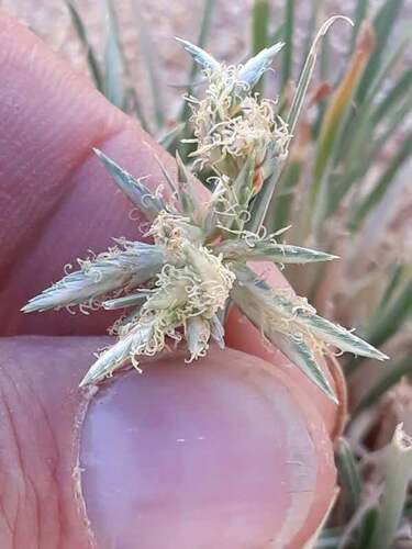Cyperus conglomeratus, photograph 3