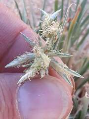 Cyperus conglomeratus, photograph (c) Karim Haddad, some rights reserved (CC BY)