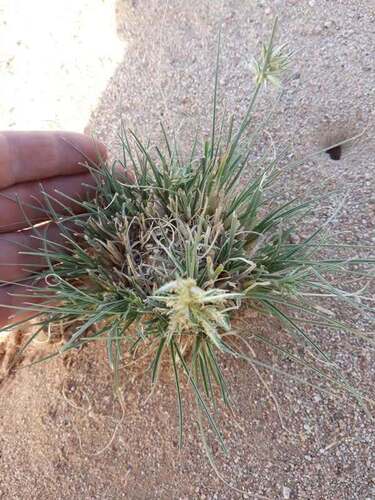 Cyperus conglomeratus, photograph 5